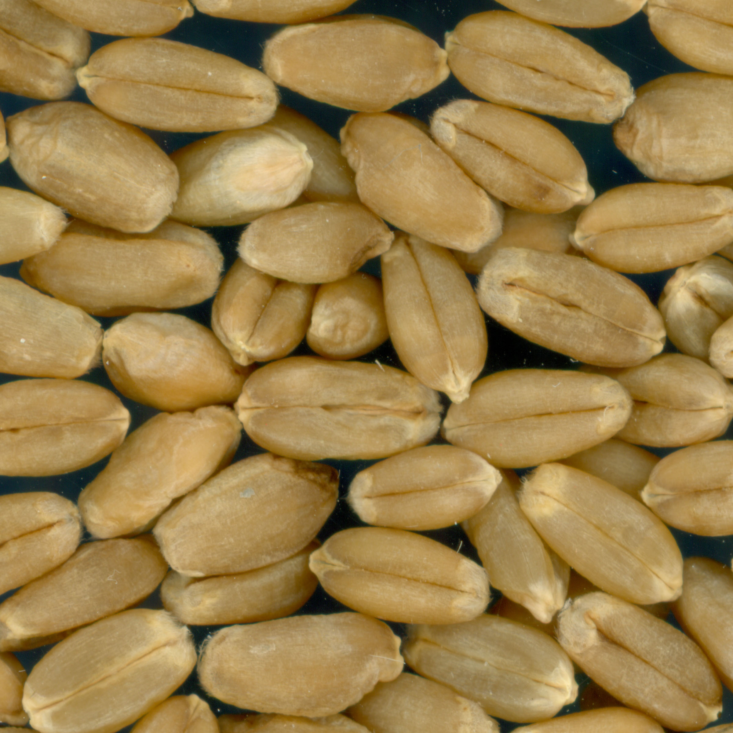KERNELS